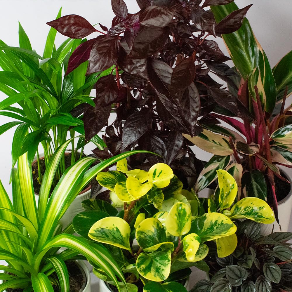 Collection of various cat safe house plants with different leaf patterns and colors.
