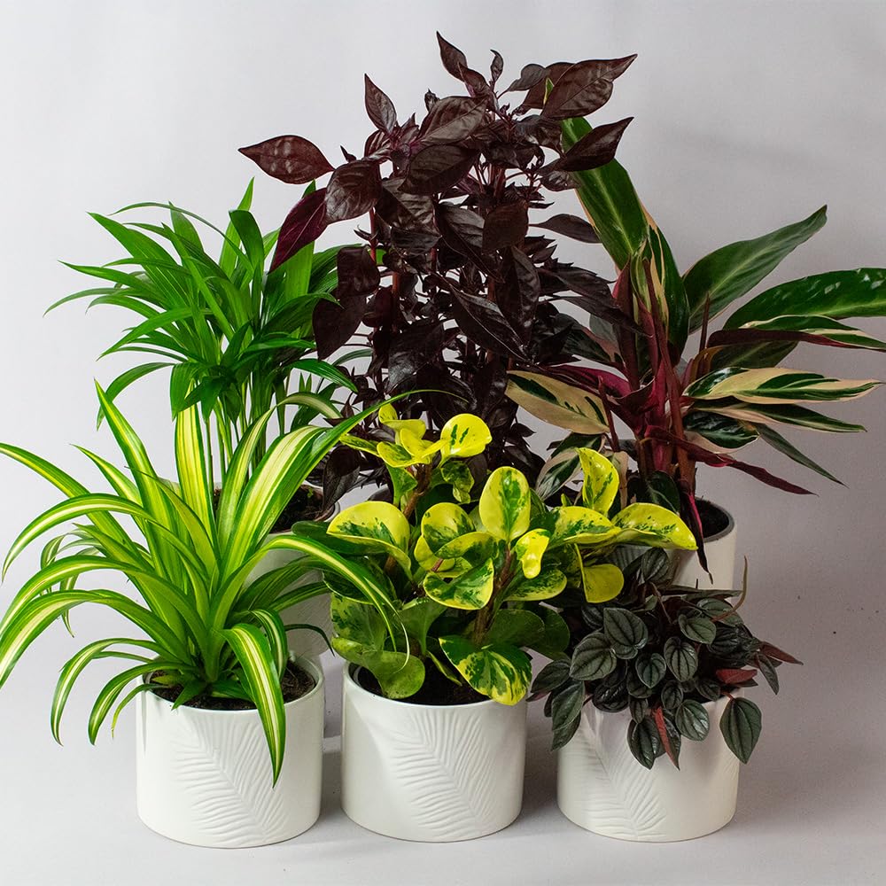 Collection of potted cat safe house plants with green, yellow, and purple leaves on a light gray background