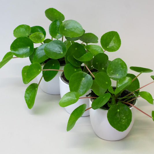 Three potted green Chinese Money Plants on a white surface with a white background