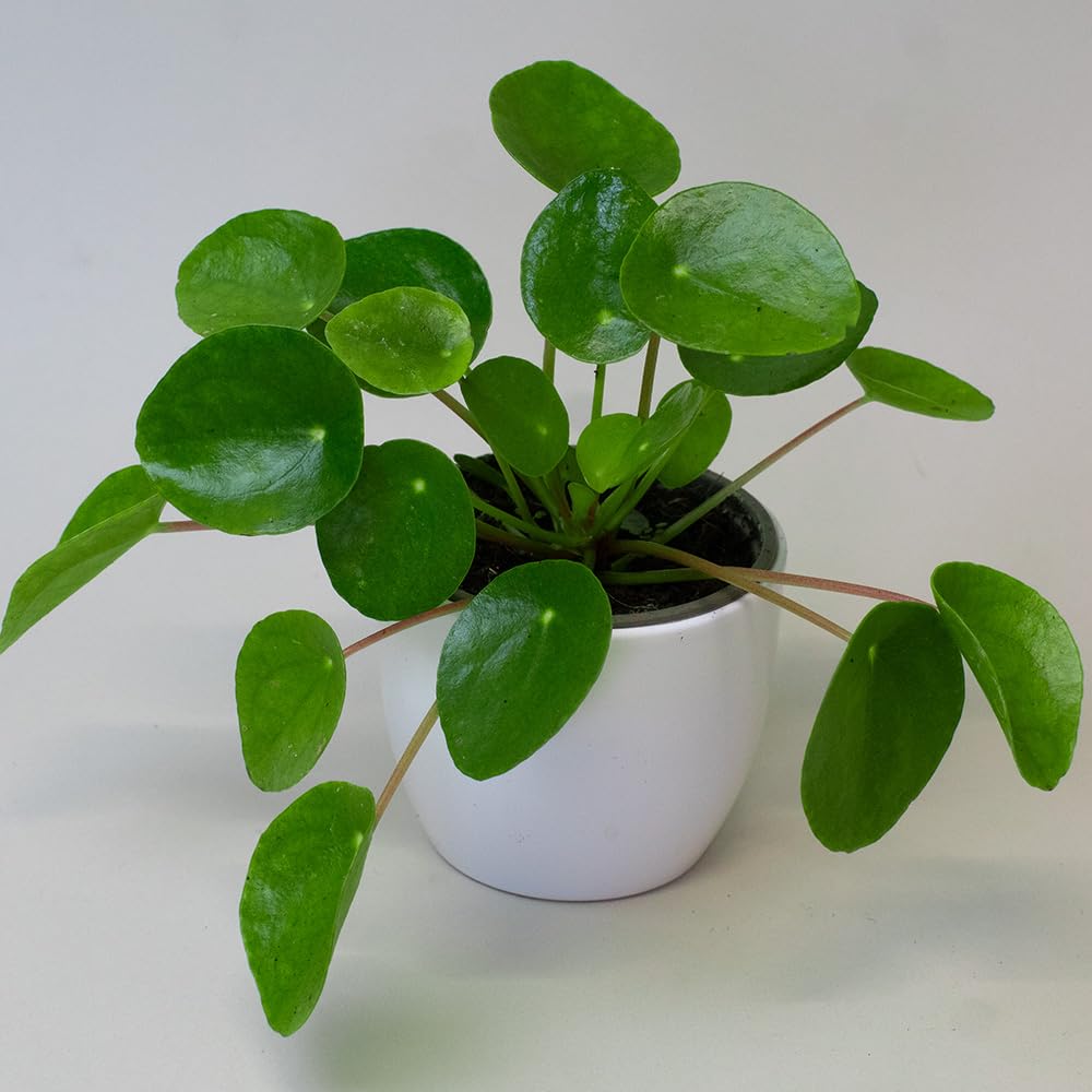 Potted Chinese Money plant with round green leaves on a white background