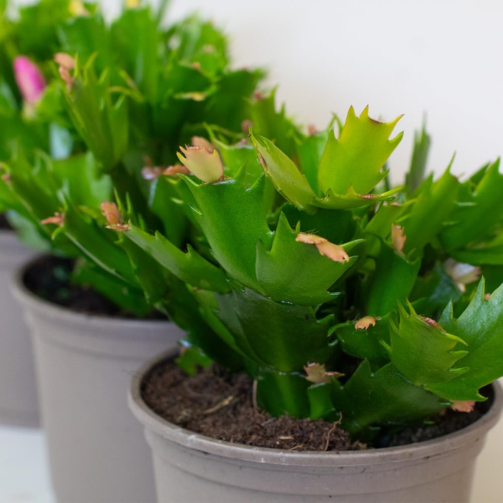 Potted Christmas cactus with yellow flowers close up