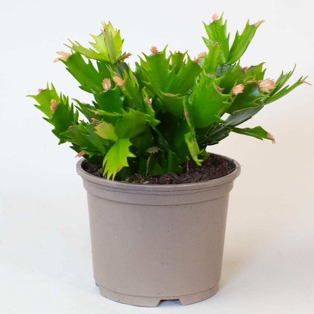 Potted christmas cactus plant with green leaves on a white background