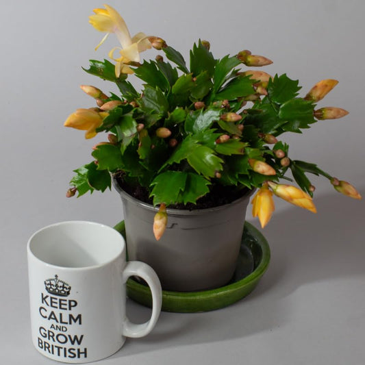 Potted Christmas cactus with yellow flowers and a mug with text on a gray background