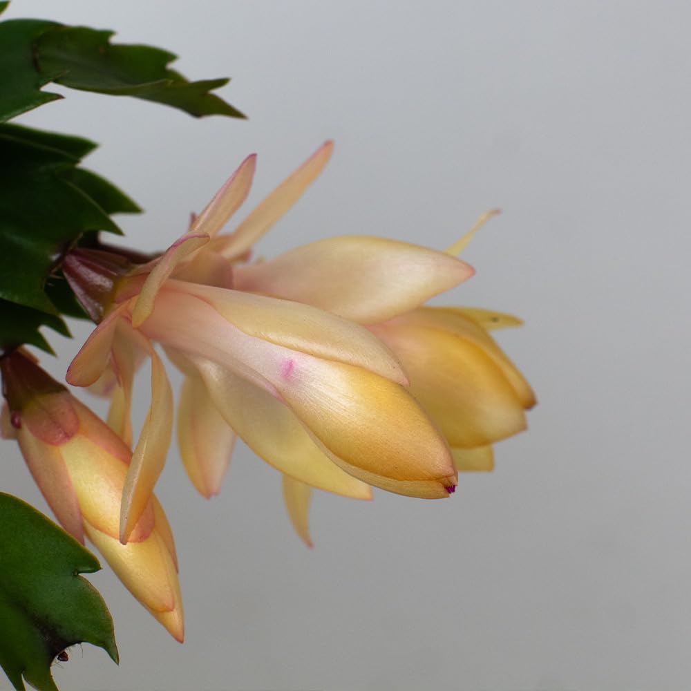 Flowering cactus with yellow buds on a plain background