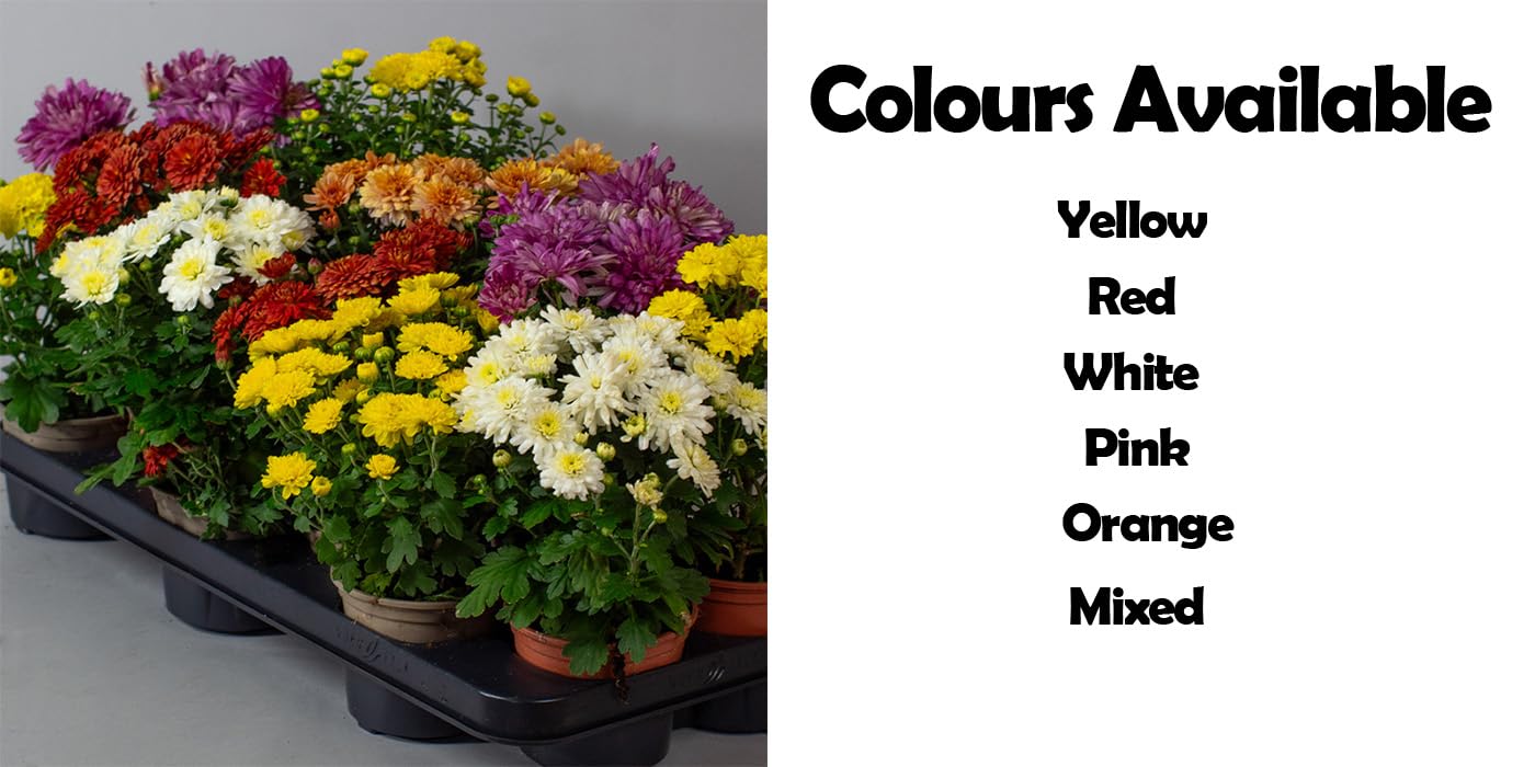 Baskets of colorful Chrysanthemum Garden Mums flowers with a tray on a gray background, and text indicating available colors.