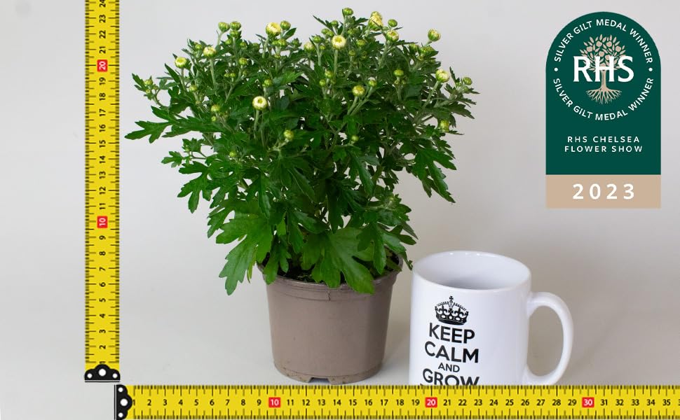 Potted Chrysanthemum Garden Mums plant next to a measuring tape and a mug with text, against a plain background.