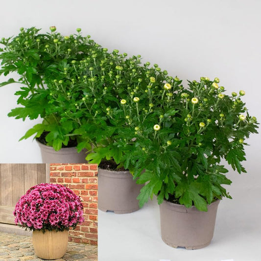 Three potted Chrysanthemum Garden Mums with green leaves and small yellow flowers on a white background.