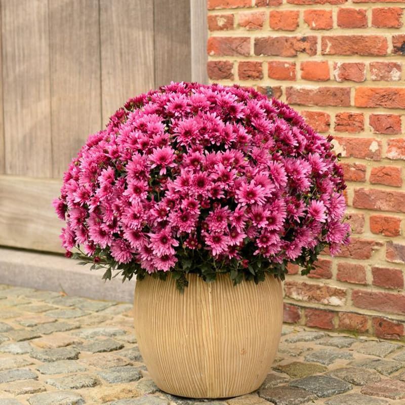 Potted Chrysanthemum Garden Mums plant with pink flowers in front of a brick wall