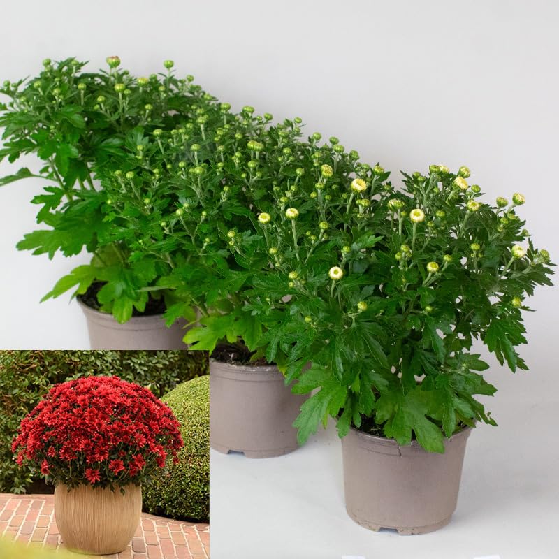 Potted Chrysanthemum Garden Mums with green leaves and red flowers on a white background