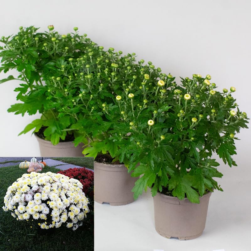 Potted Chrysanthemum Garden Mums plants with green leaves and small white flowers on a white background