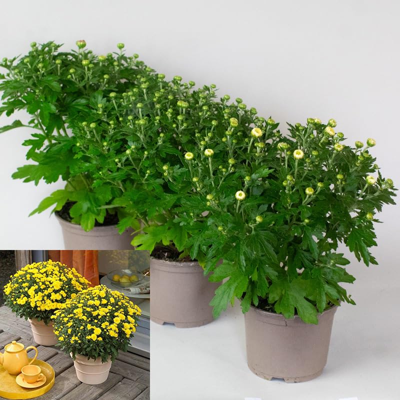 Potted Chrysanthemum Garden Mums plant with yellow flowers on a white background