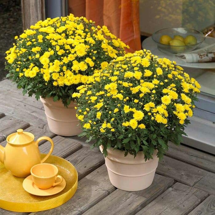 Two potted Chrysanthemum Garden Mums yellow flowers on a wooden table with a yellow teapot and cup.