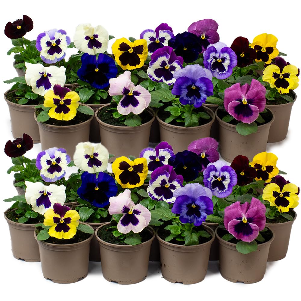 Assorted potted flowering pansies in various colors on a white background
