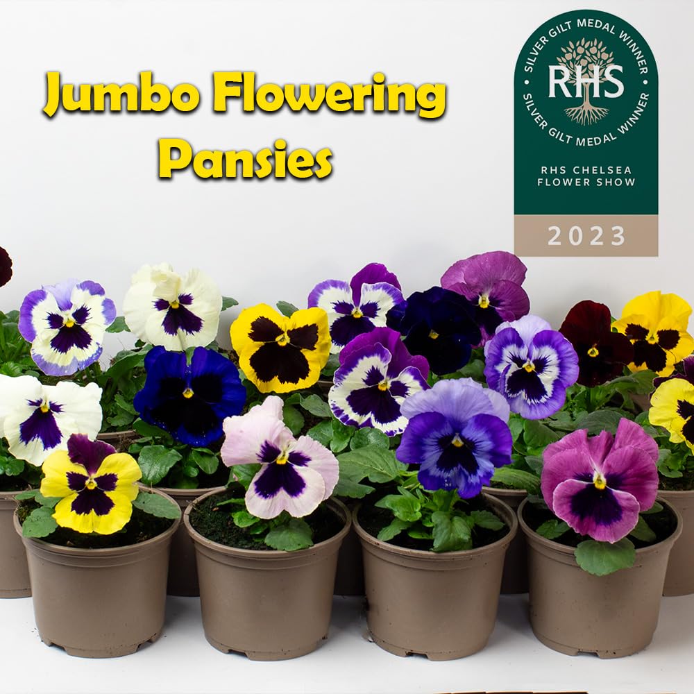 Jumbo flowering pansies in pots with RHS Chelsea Flower Show 2023 award on a white background