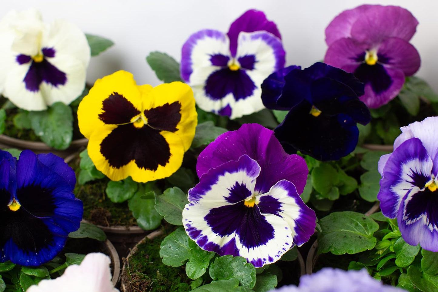 Colorful flowering pansies with yellow, purple, and white flowers on a green background