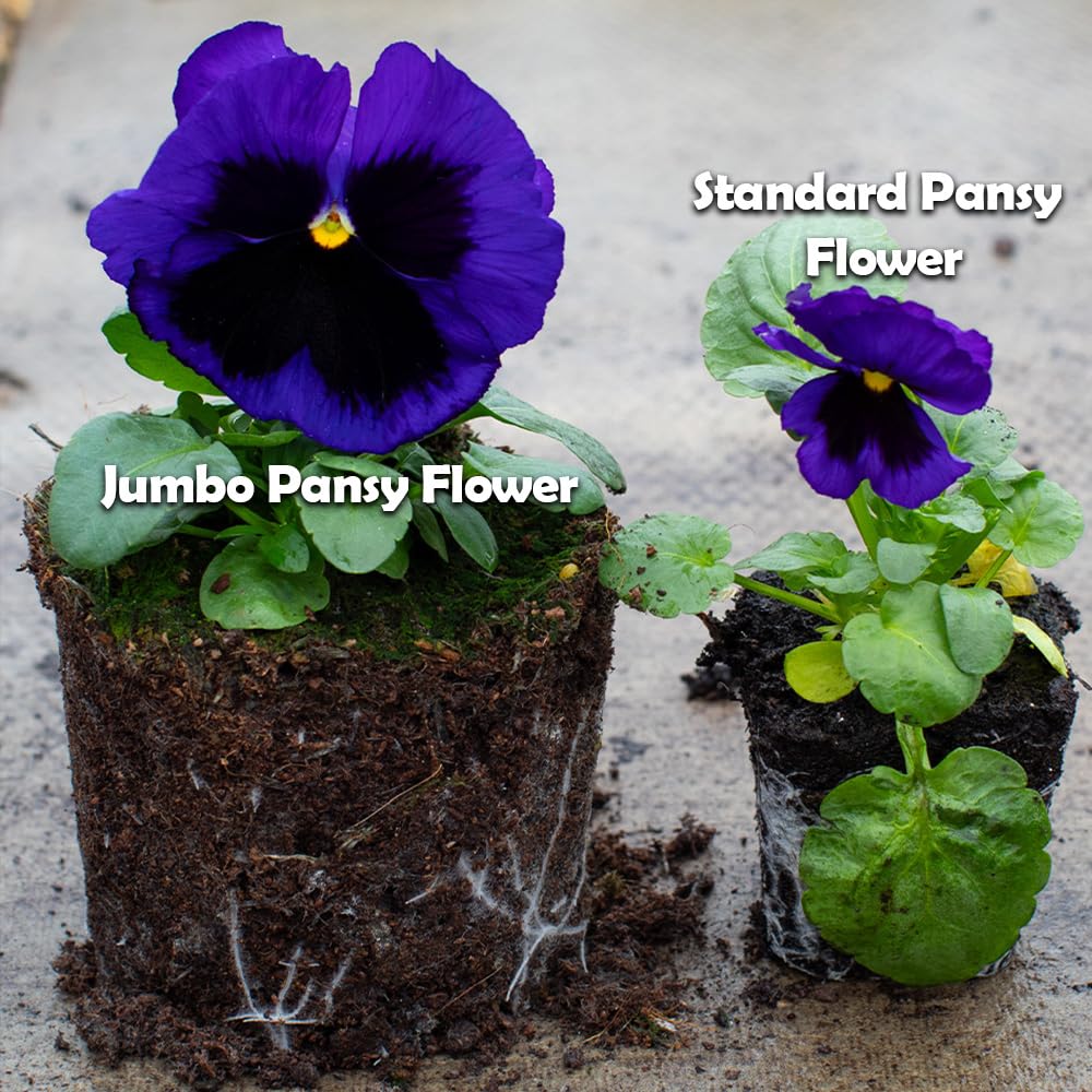 Two potted flowering pansies labeled 'Jumbo Pansy Flower' and 'Standard Pansy Flower' on a concrete surface.