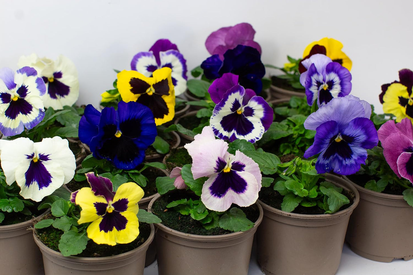 Pots of colorful flowering pansies on a white background