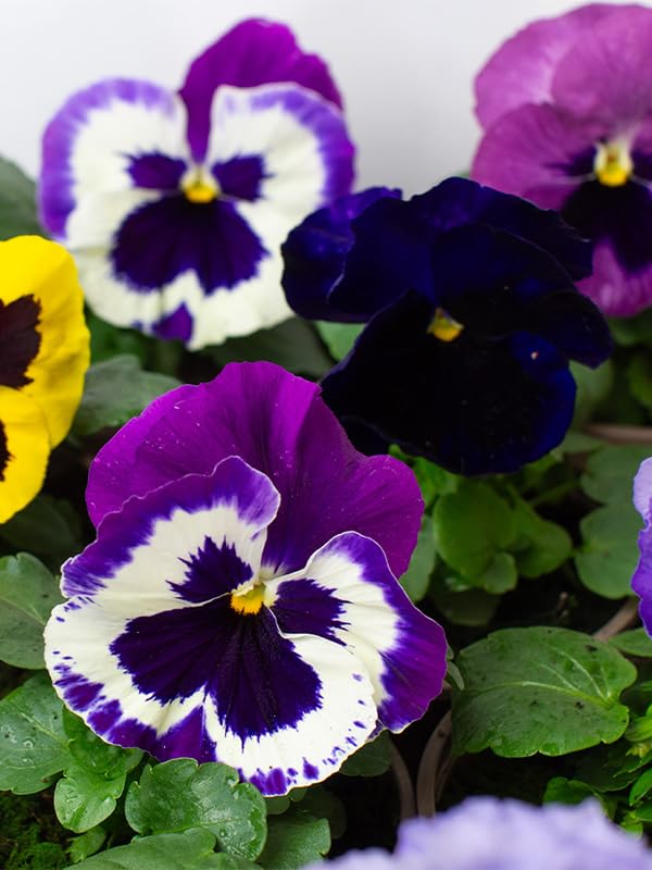 Colorful flowering pansies with purple, white, and yellow centers on a green leaf background.