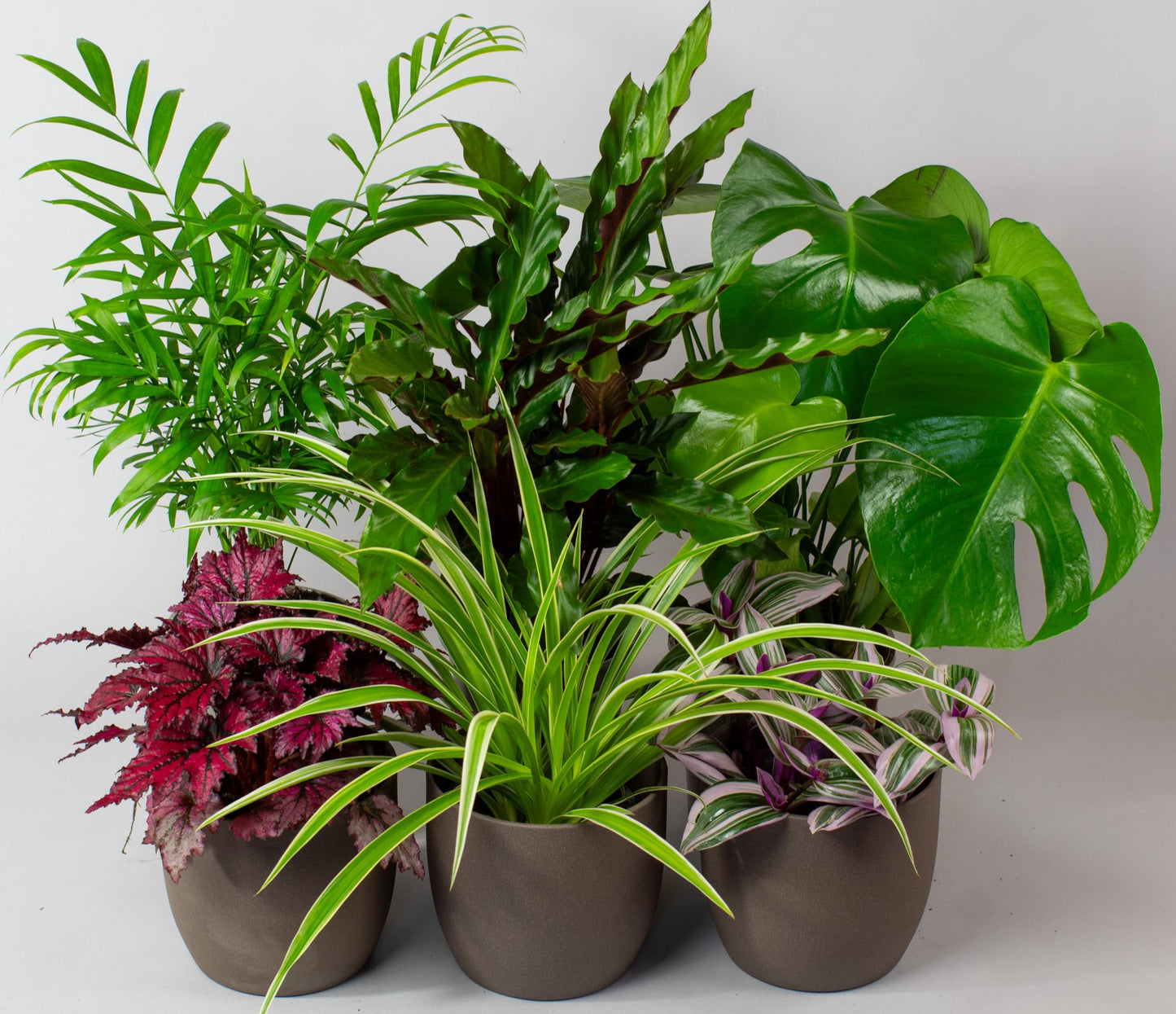 Collection of potted house plants indoor plants on a plain background