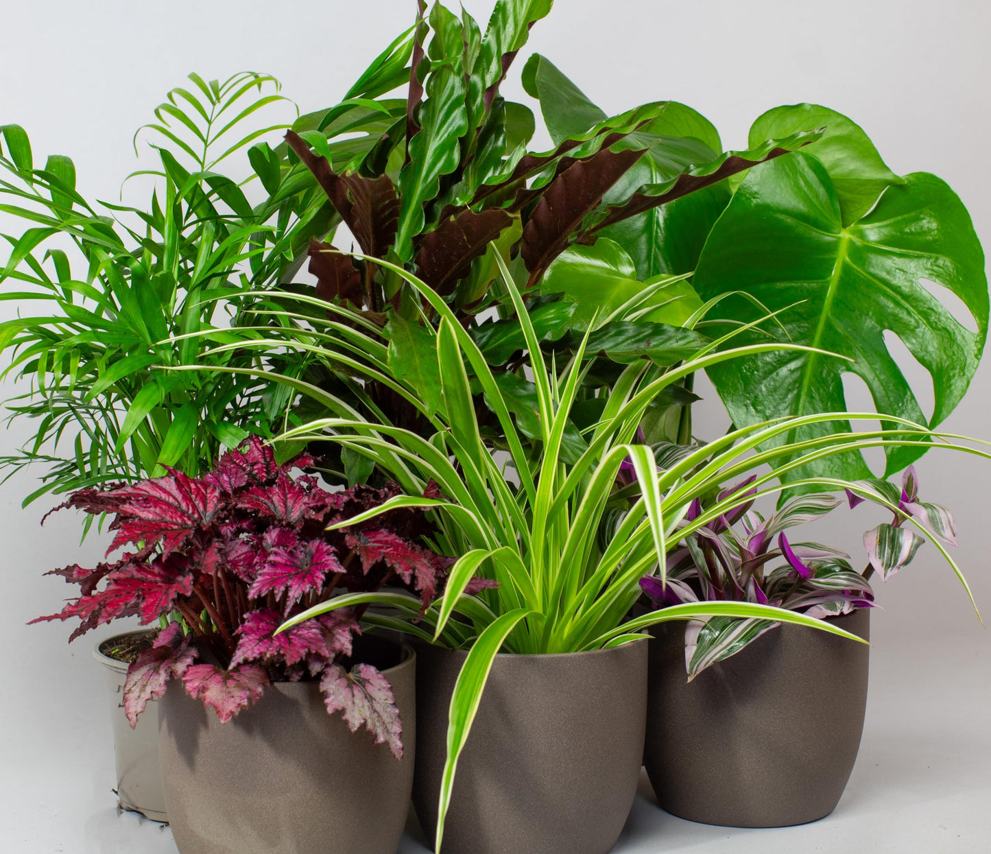 Collection of potted house plants indoor plants on a white background