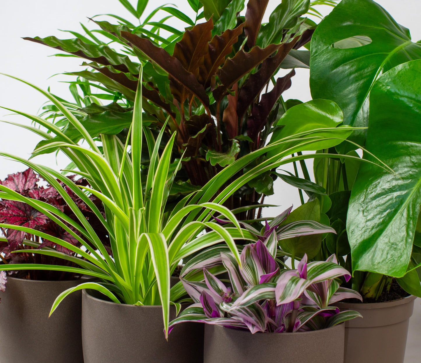 Collection of potted house plants indoor plants with green, purple, and brown leaves on a neutral background