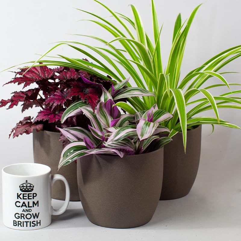 Three potted house plants indoor plants with a white mug featuring 'Keep Calm and Grow British' text on a light background.