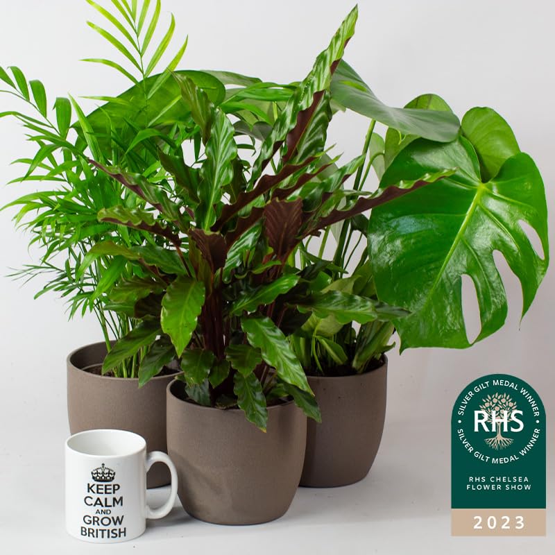 Three potted house plants indoor plants on a white surface with a 'Keep Calm and Grow British' mug and RHS Chelsea Flower Show 2023 badge.