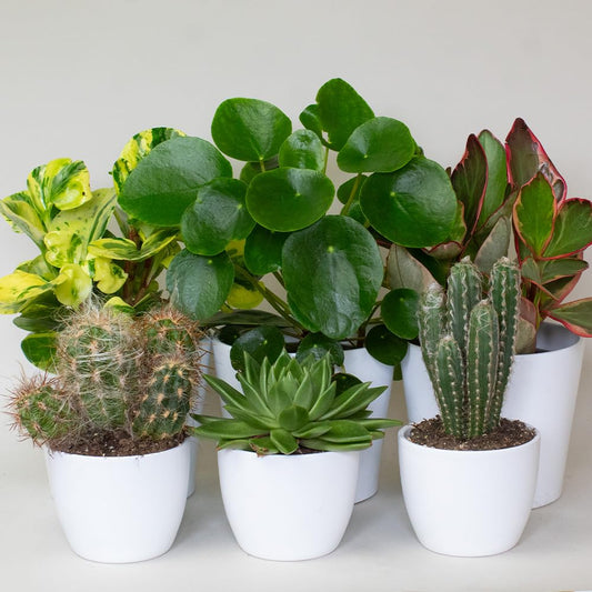 low maintenance indoor plants Collection of potted plants including cacti and succulents on a white surface.