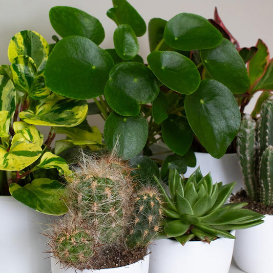 low maintenance indoor plants Collection of various houseplants including a cactus and succulents in white pots.