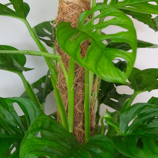 Green monstera monkey mask plant with a textured stem against a white background