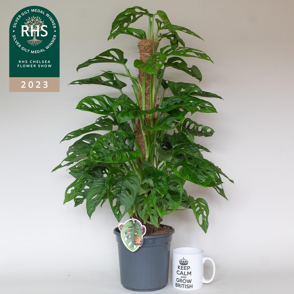 Potted monstera monkey mask plant with a white mug featuring 'Keep Calm and Grow British' text on a light background, with RHS Chelsea Flower Show 2023 award.