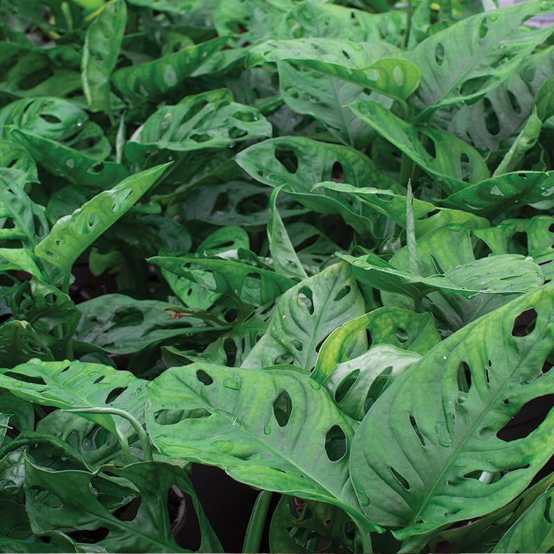 Close-up of a dense cluster of green monstera monkey mask leaves with holes