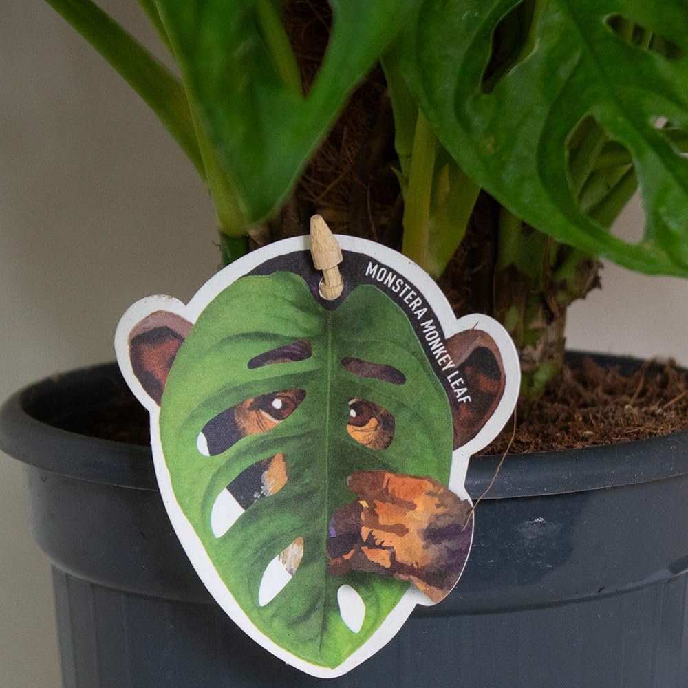 monstera monkey mask plant with a decorative leaf-shaped tag on a neutral background