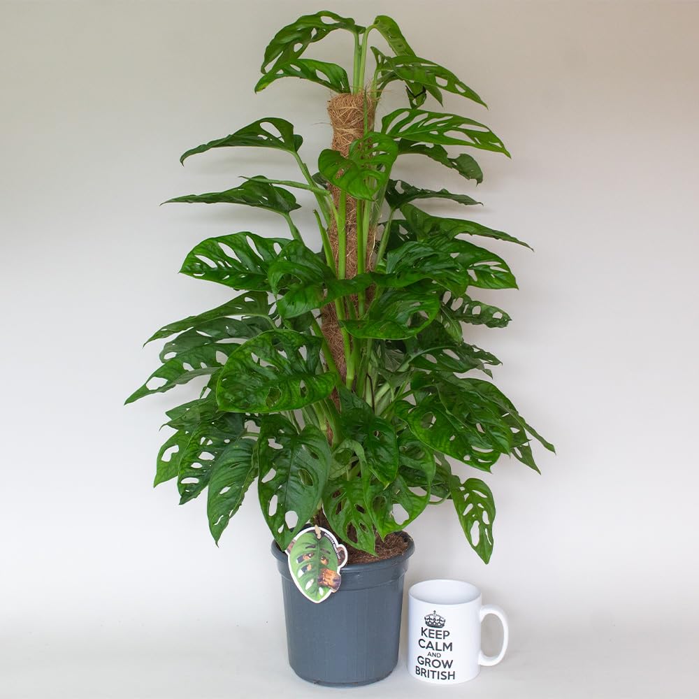 Potted monstera monkey mask plant next to a mug with text on a white background