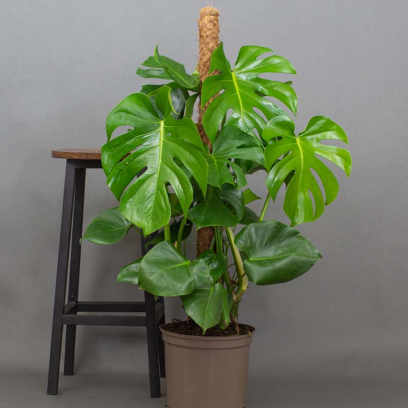 Potted Monstera plant next to a wooden stool on a gray background
