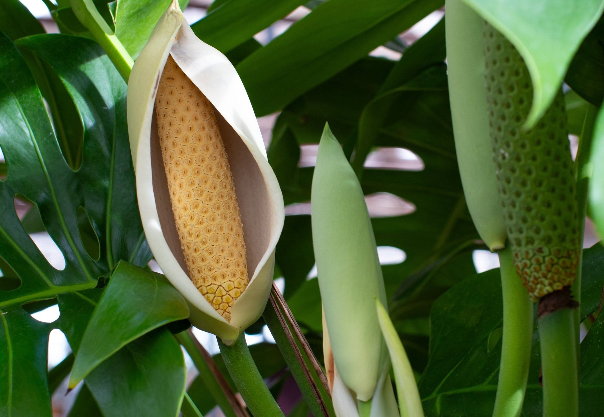 Close-up of a monstera plant with a large leaf opening to reveal a corn-like fruit.