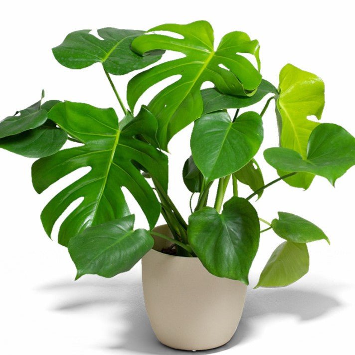 Potted monstera plant with large leaves on a white background