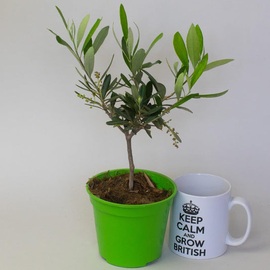 Potted olive tree plant in a green pot next to a white mug with text on a light gray background