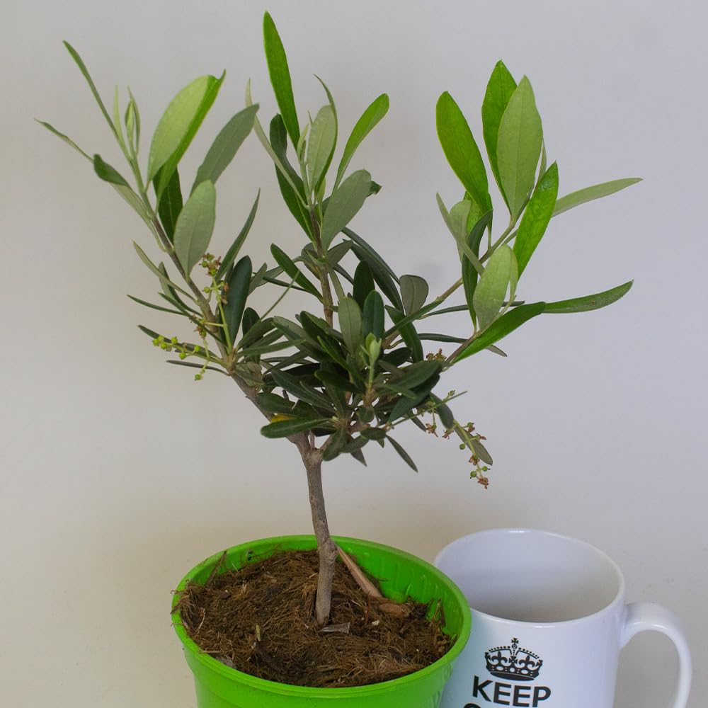 Potted olive tree plant next to a white mug with 'KEEP' branding on a plain background