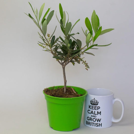 Potted olive tree plant in a green pot next to a mug with text on a plain background