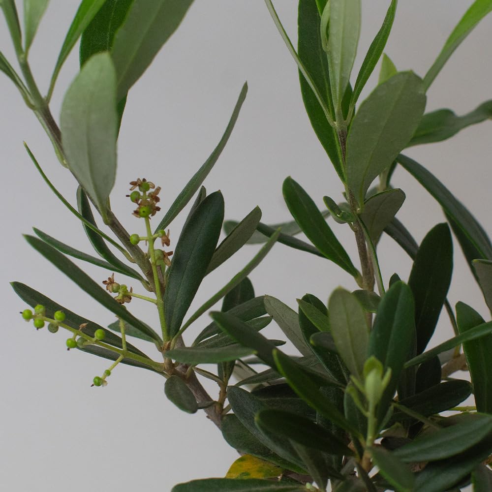 Close-up of green leaves and small fruits against a light gray background