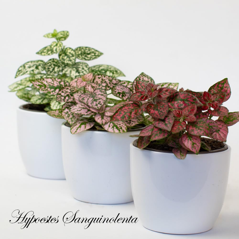 Three potted small indoor houseplants hypoestes plants with variegated leaves in white pots on a light background