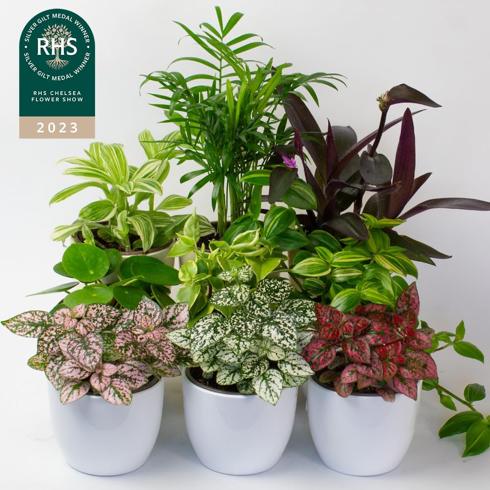 Collection of small indoor houseplants 9cm from the front with chelsea flower show logo