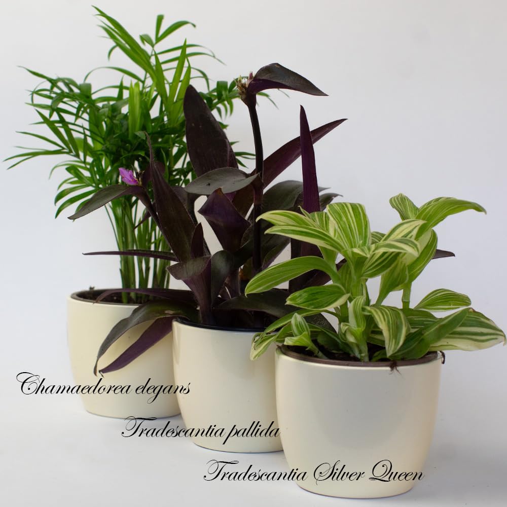 Three potted small indoor houseplants with white pots on a light background