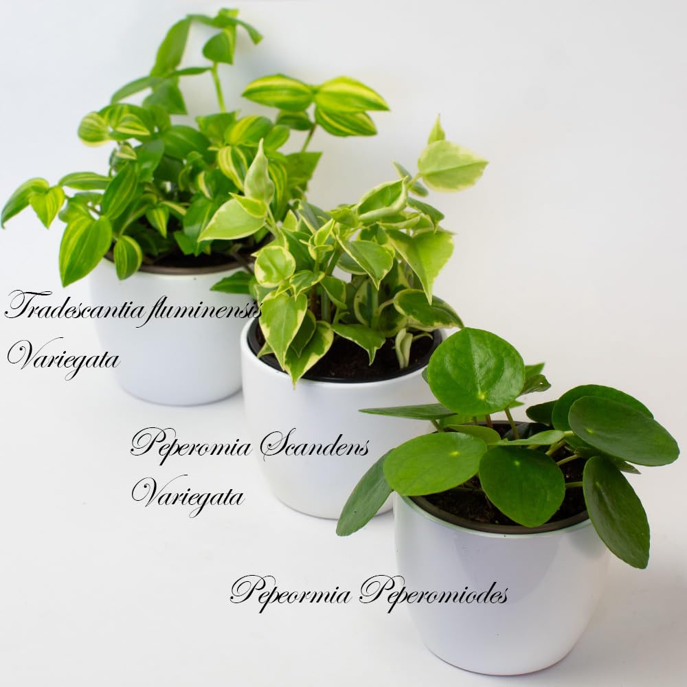 Three potted small indoor houseplants peperomia and tradescantia plants with white labels on a light background
