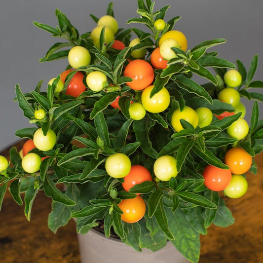 Potted Solanum plant with green and orange fruits on a neutral background