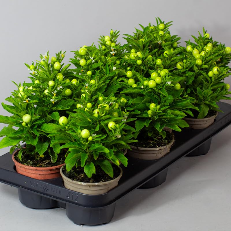 Row of potted Solanum plants with green leaves and small yellow fruits on a gray background