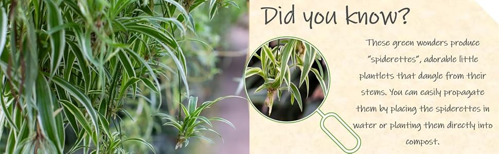 spider plant with spiderettes and educational text about propagation.