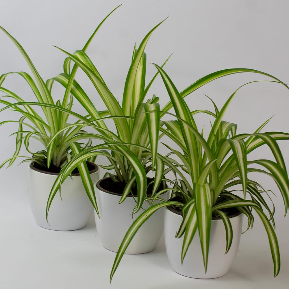 Three potted spider plant with green and yellow leaves on a white background