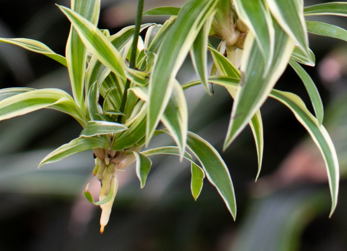 Close-up of a spider plant with green leaves against a blurred background